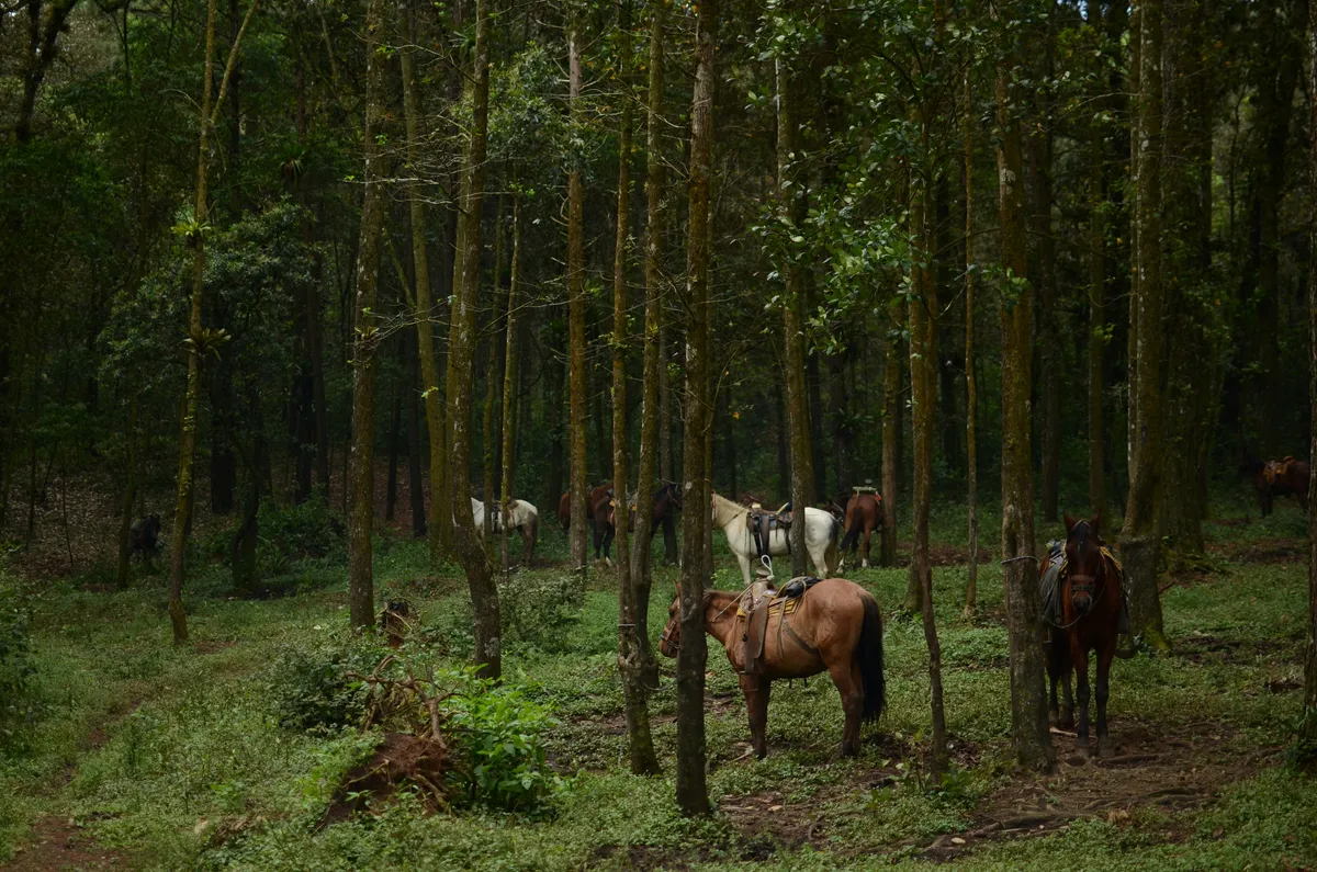 Όταν οι νεκροί χωρεύουν